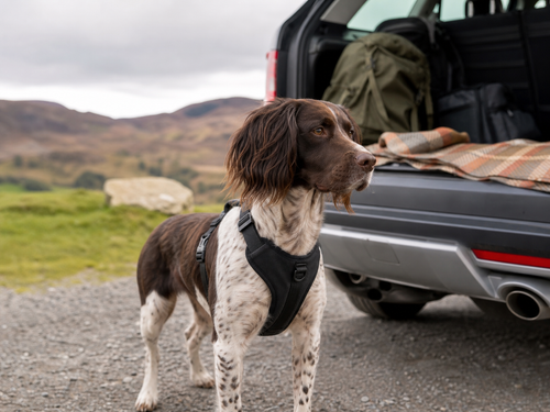 Comfortable Dog Travel Harness - Wag & Ride UK dog travel accessory