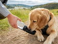Portable Dog Water Bottle - Wag & Ride UK dog travel accessory
